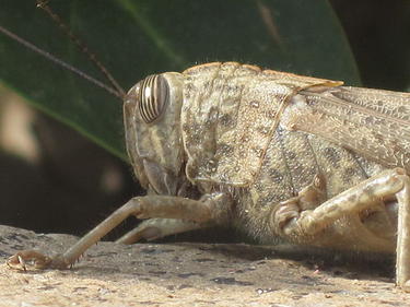 Upclose picture of a locust head.