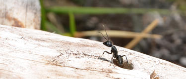 An ant coming out of a log hole