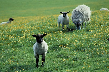 Sheep in a pasture.