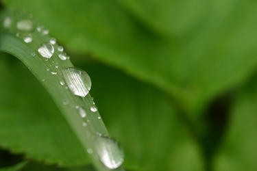 Rain in Due Season - rain drops on a blade of grass