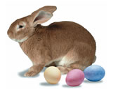 Rabbit with colored eggs