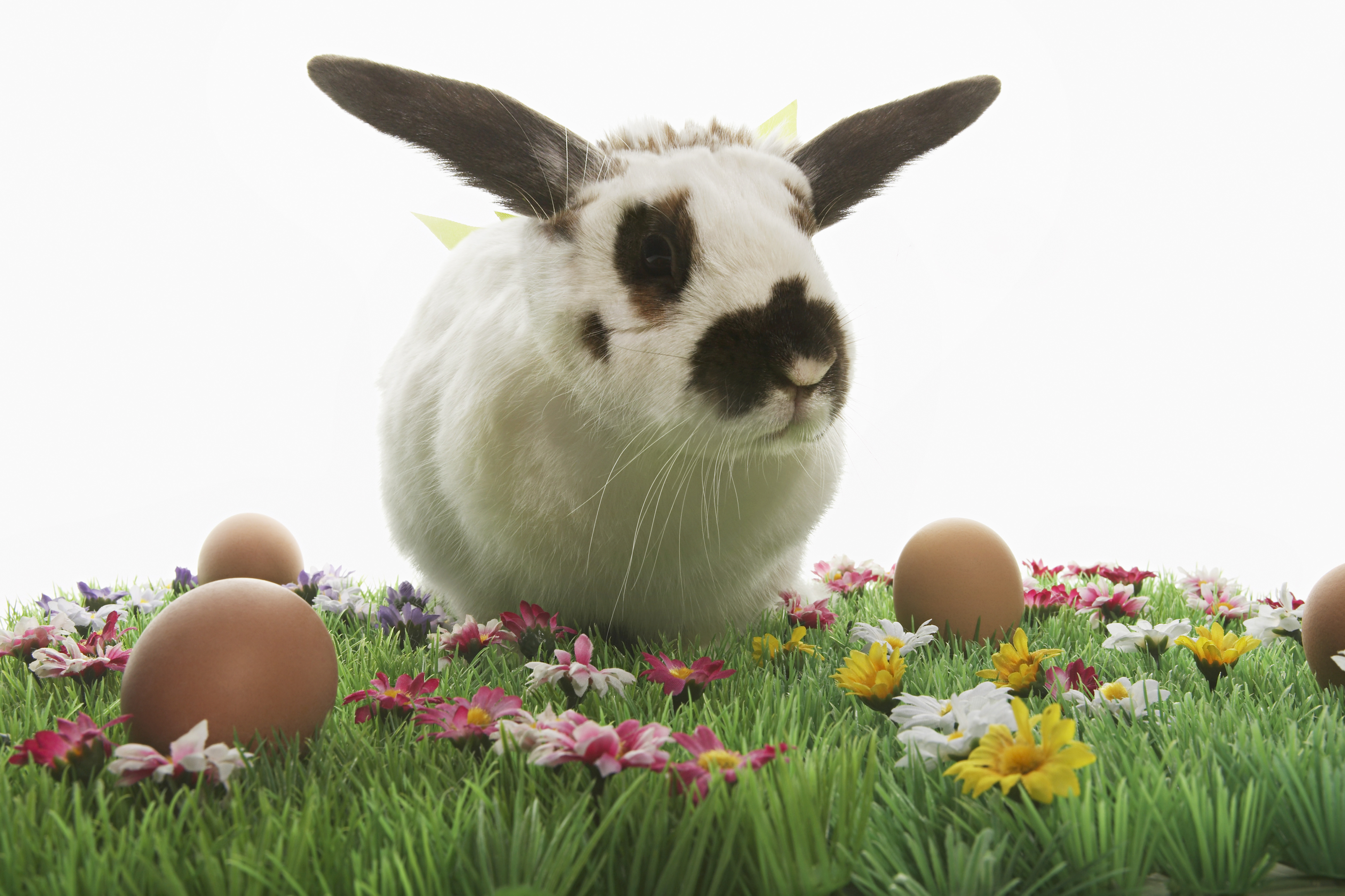 Do bunnies, colored eggs diminish true meaning of Easter?, Religion