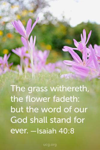 The grass withers, the flower fades: but the word of our God shall ...