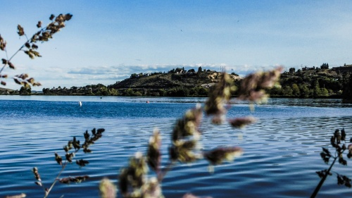 a lake with land in the distance and some plants in the foreground