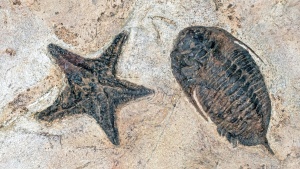 two fossils set in stone