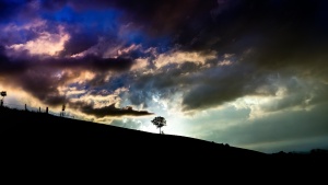 A tree with sunlight behind it on top of a hill.