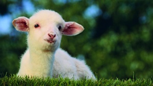 A lamb lying in grass.
