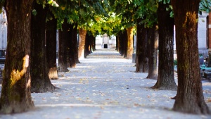 A path down a row of trees.