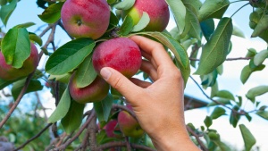 A hand picking an apple from a tree.