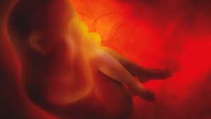 A baby in the womb.