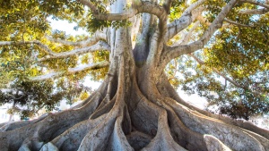 Tall, sturdy tree with visible roots and sunlight shining through the leaves.