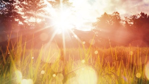 Sunrays through a field.