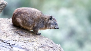 a small furry rock badger sitting on a rock