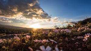 Sunset over field of flowers.