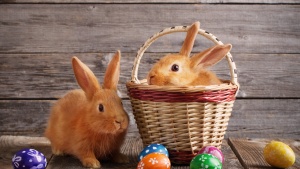 A basket with a bunny rabbit inside and Easter eggs laying outside.