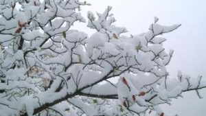 Snow on a tree branch.