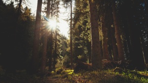 Sunrays coming through the trees.