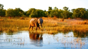 golden-colored grass, green trees, and a pool of water with an elephant approaching the water