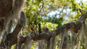 Jekyll Island, Georgia