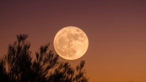 a full moon against a night sky with an orange glow and tree branches in the foreground