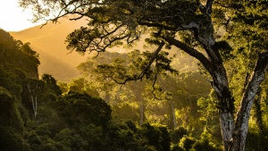 golden sunshine lighting the distant hills with green trees in the foreground