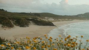 a beach with a bunch of flowers in the foreground