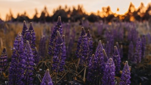 Lupine blossoms in a field at golden hour.
