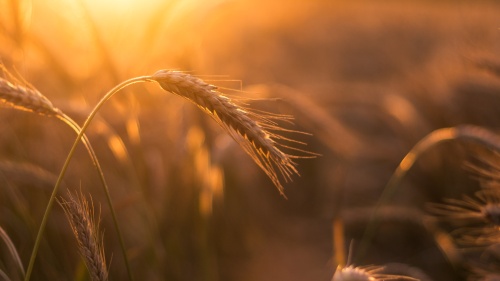 a field of wheat lighted by golden sunshine