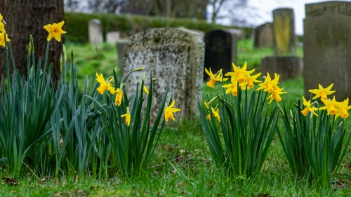 tombstones with daffodils in the foreground