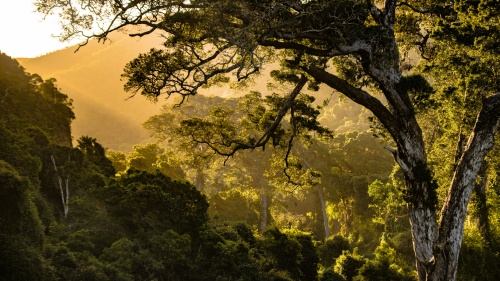 golden sunlight streaming through jungle greenery