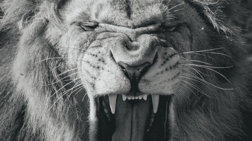 Roaring Lion