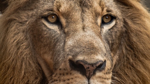 Closeup of a Lion