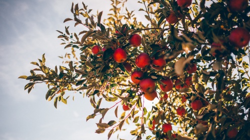 Looking up at apples on a tree.