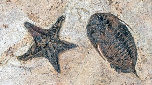 two fossils set in stone