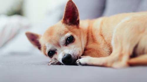 A Chihuahuas dog.