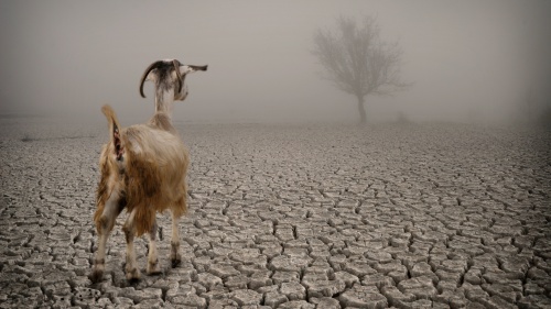 A goat on dry parched land.