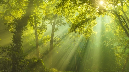 Sunlight shining through trees.