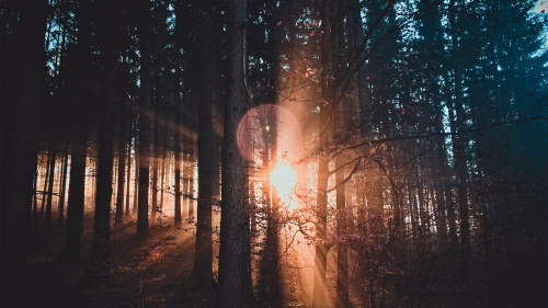 Sun rays shining through a forest of trees.