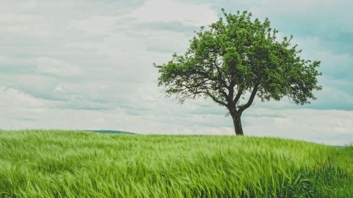 Photo of a Tree in a Field 