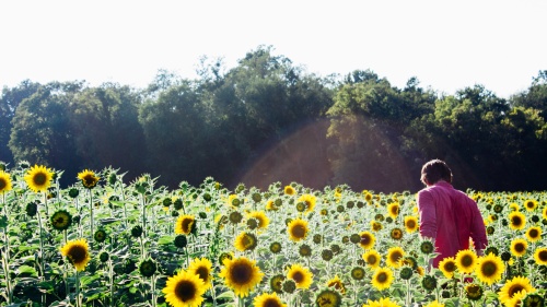 A person walking in a field of sunflowers.