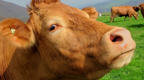 Up close photo of a brown cow.