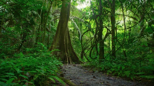 A path leading into a dense jungle of vegetation.