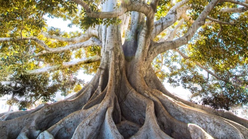 Tall, sturdy tree with visible roots and sunlight shining through the leaves.