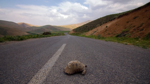 The turtle couldn’t help itself out of danger. In fact, it didn’t even realize it was in peril. We were the same way when God reached out to us. 