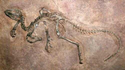 Articulated Dinosaur fossil