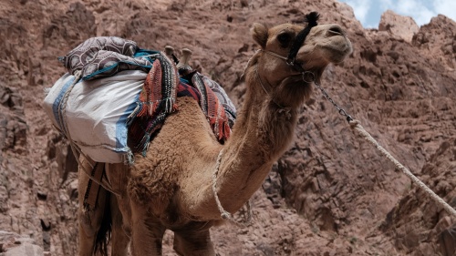 a camel carrying a load being led by a rope against a rocky background