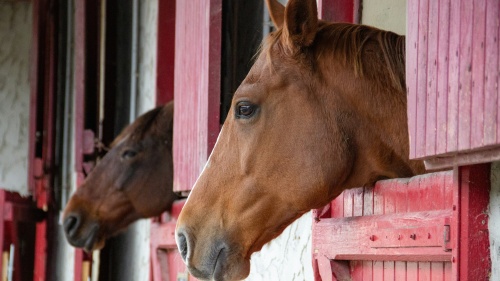 two horse heads in the windows of their stable stalls