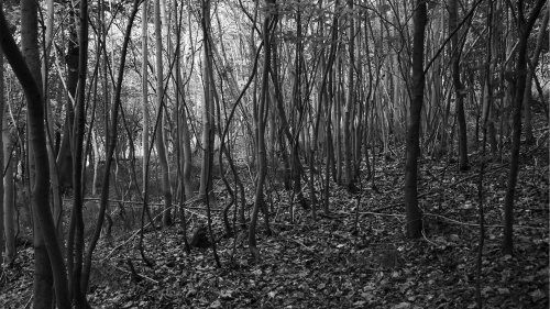 A dark woods.