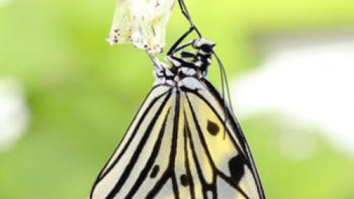 Monarch butterfly coming out of cocoon.
