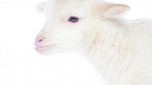 A lamb on a white background.